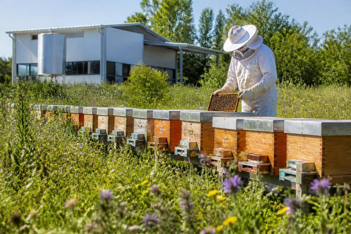 Cabbar and Güler Yakupoğlu, who have been beekeeping for over 30 years in Ceylanlı village…