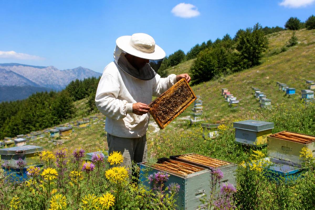 The Antalya Provincial Directorate of Agriculture and Forestry announced that applications for…