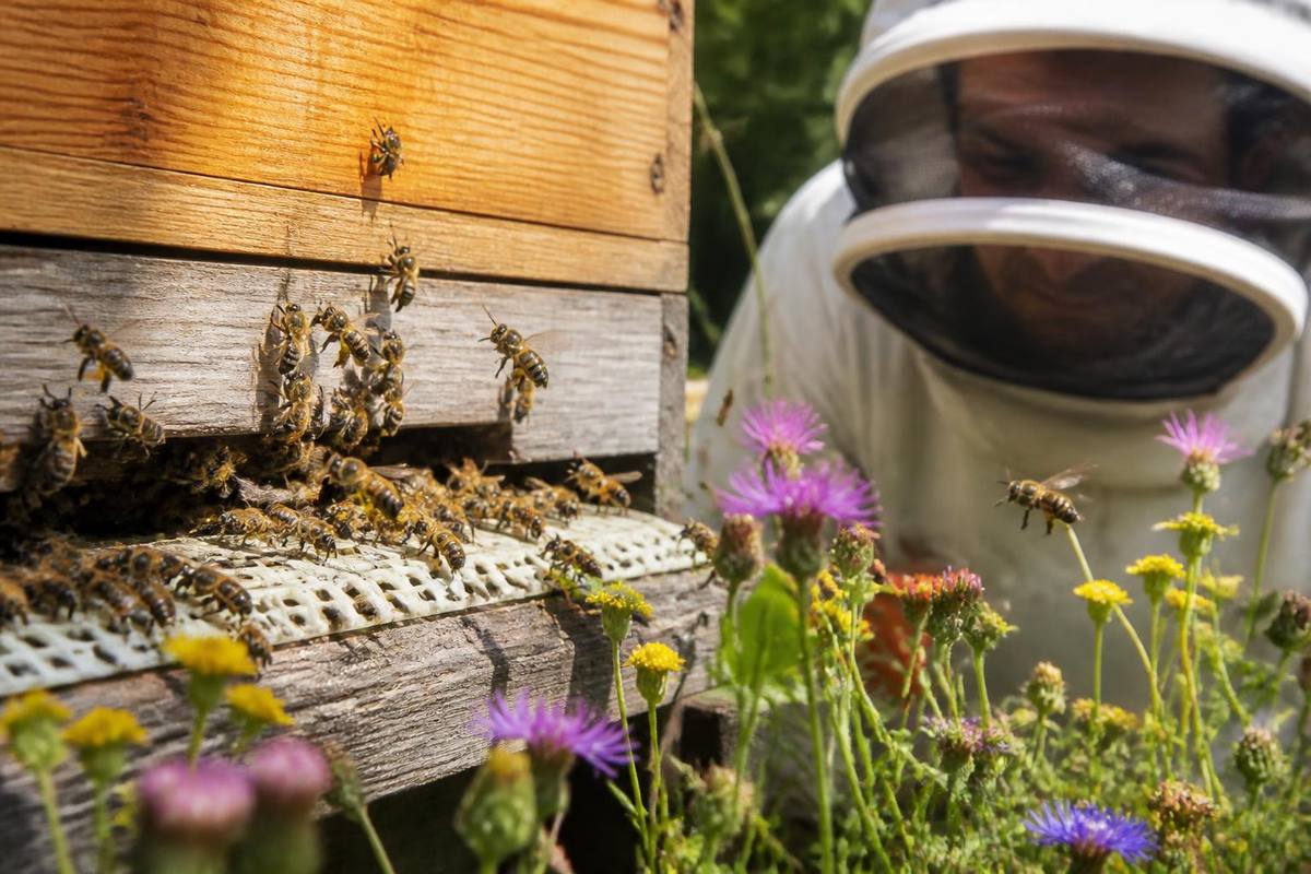 Gene Network Changes in Honey Bee Nurse-to-Forager Shift