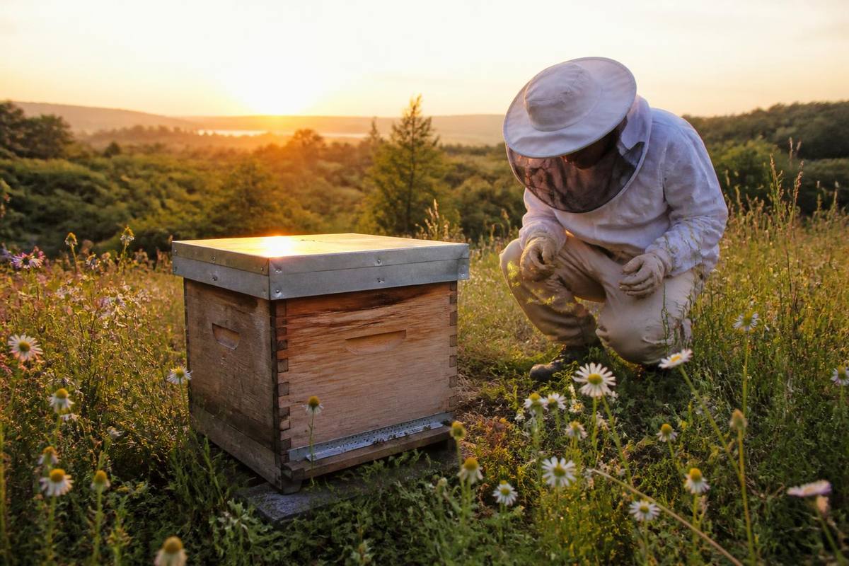 Within the scope of the 2026 honeybee hive support, technical staff from Provincial and…