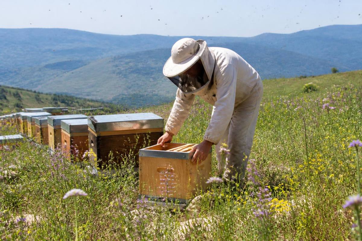 Hasan Yürük, Acting Director of Agriculture and Forestry in Saraydüzü, stated that they are…
