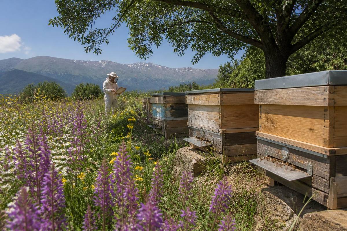 Applications for the 2026 honeybee hive support in Turkey are about to close