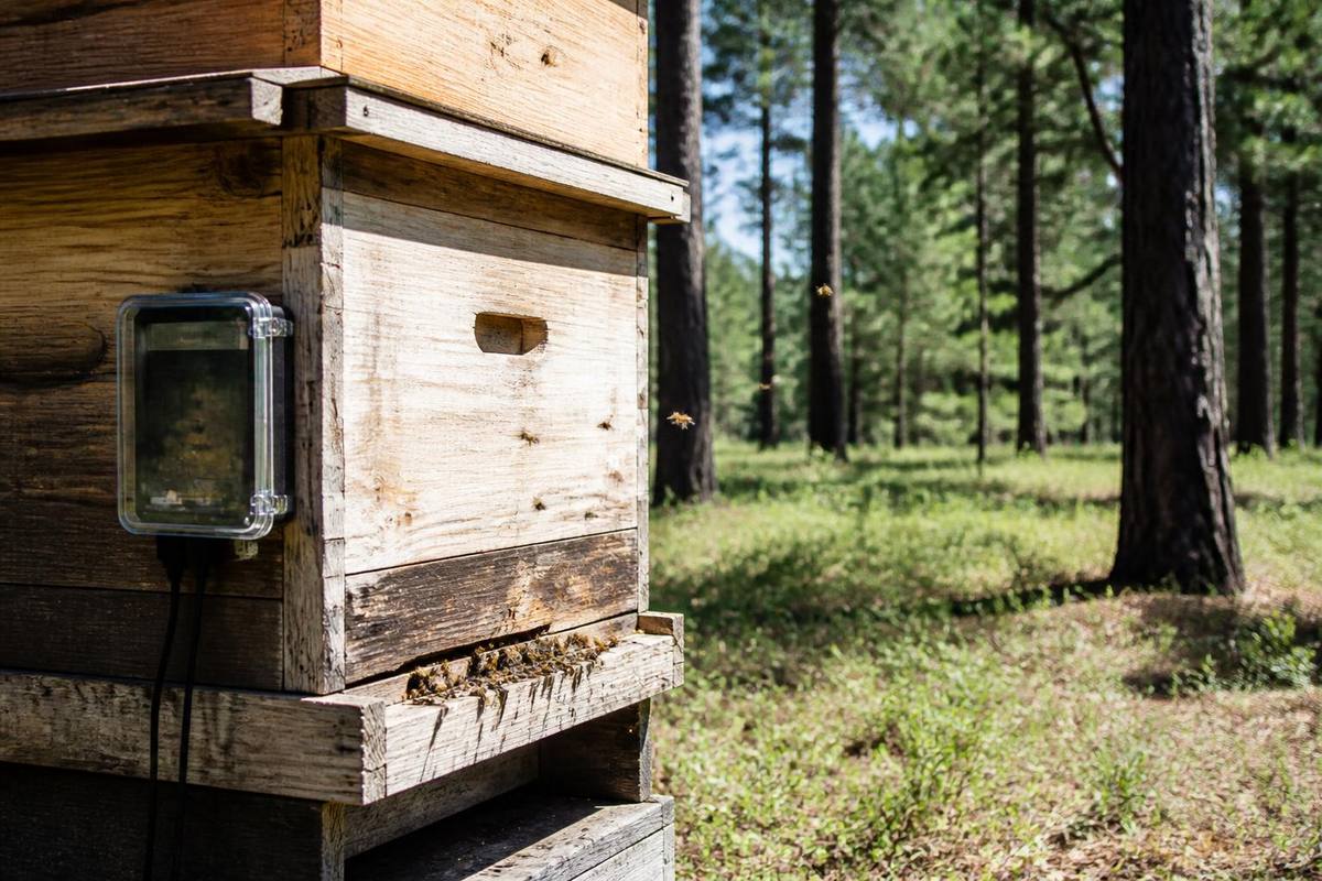 Work has begun under the Pine Honey Tracking Project conducted by the Muğla Directorate of…