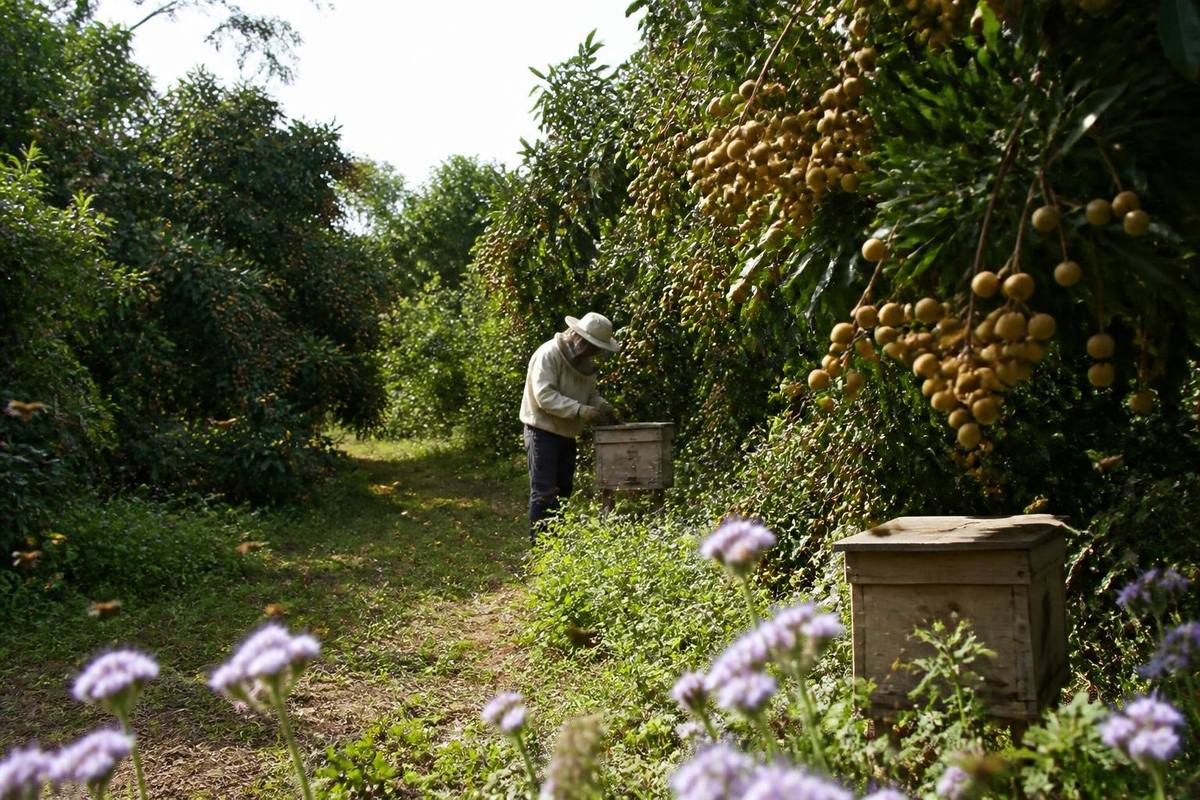 Growing longan for export and beekeeping for honey production provide farmers in Phu Huu…