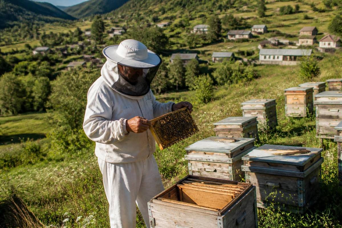 The teams from the Caucasian Bee Production, Training and Genetics Center Directorate met with…