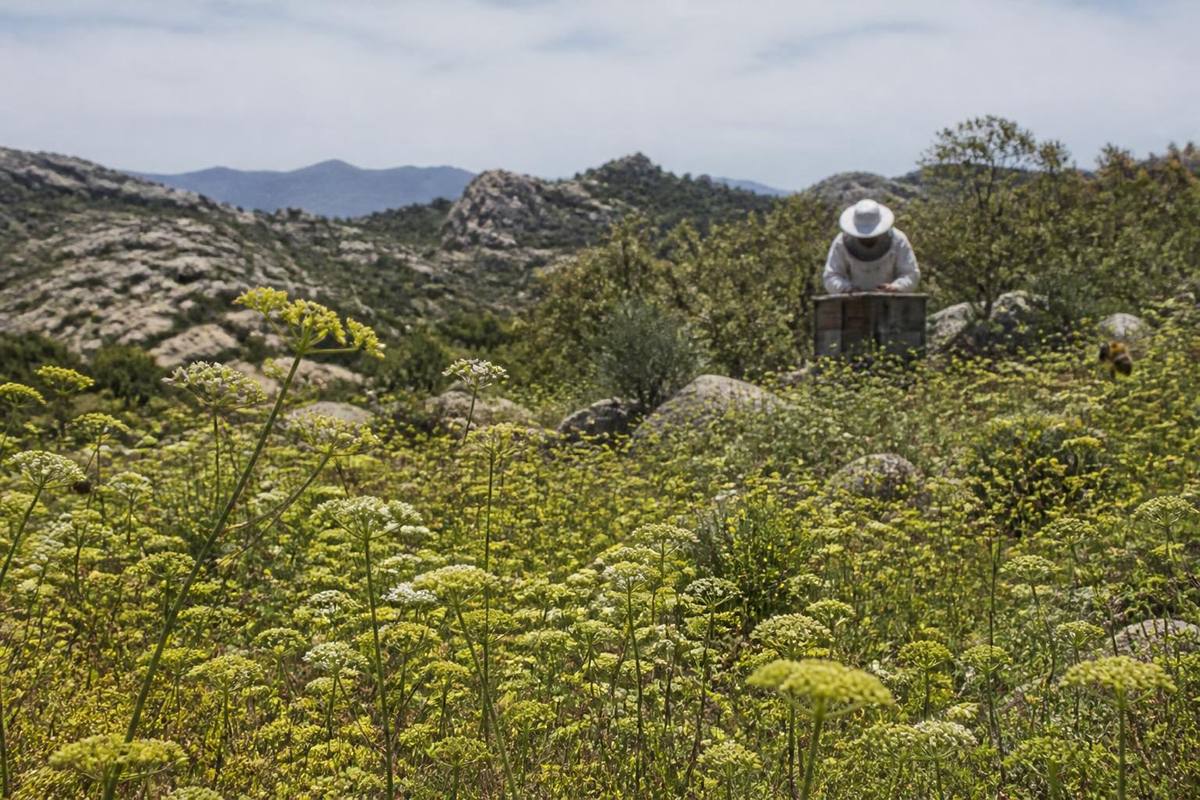 Natural heaths in Latmos play a vital role in beekeeping, livestock farming, and biodiversity