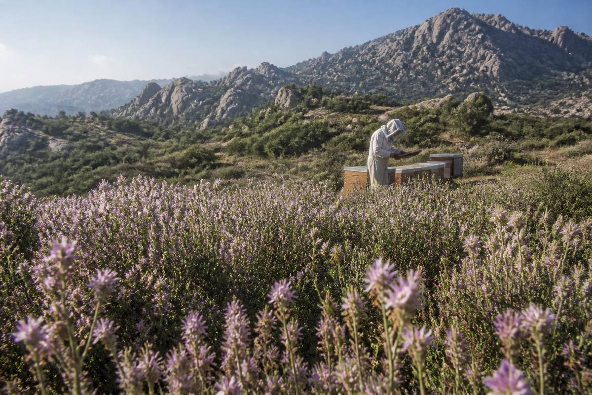 EKODOSD President Bahattin Sürücü highlighted the importance of naturally growing heathers in…