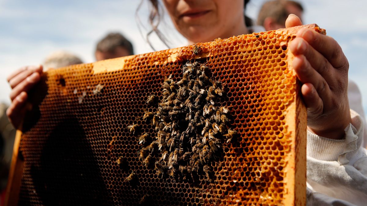 Honey harvest expected to decline dramatically in France