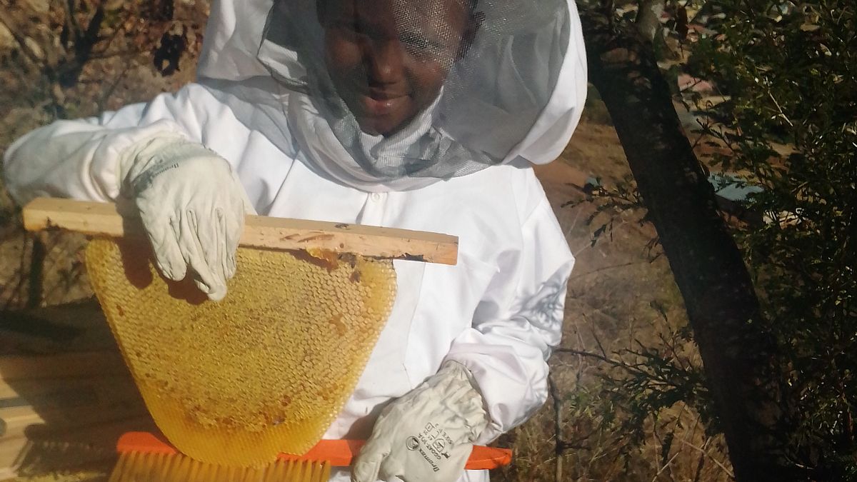 The innovative new project saving Zimbabwe’s bees from extinction