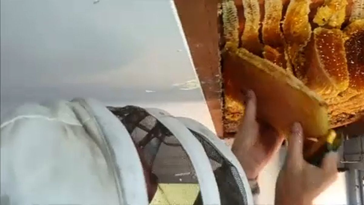 Dünyanın Farklı Yerlerinde Garip Keşifler Avustralyalı Bir Kadının Evinde Devasa Arı Kovanında…