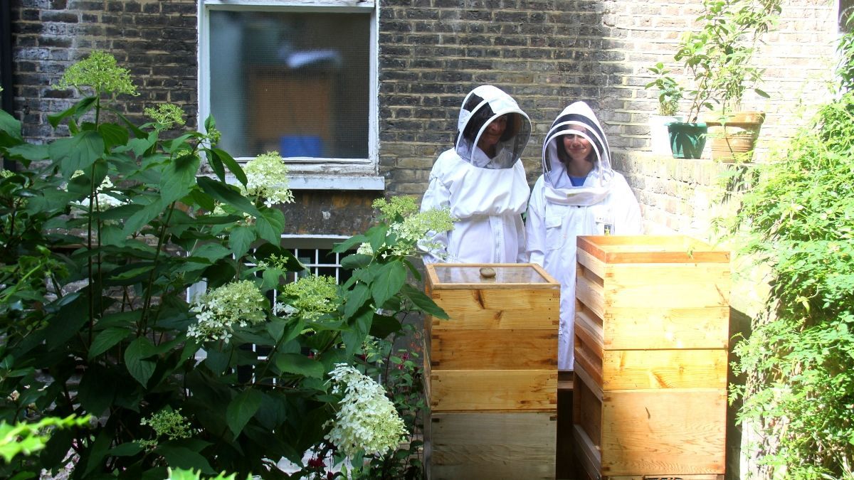 I visited a 120,000 honey bee sanctuary in the heart of London