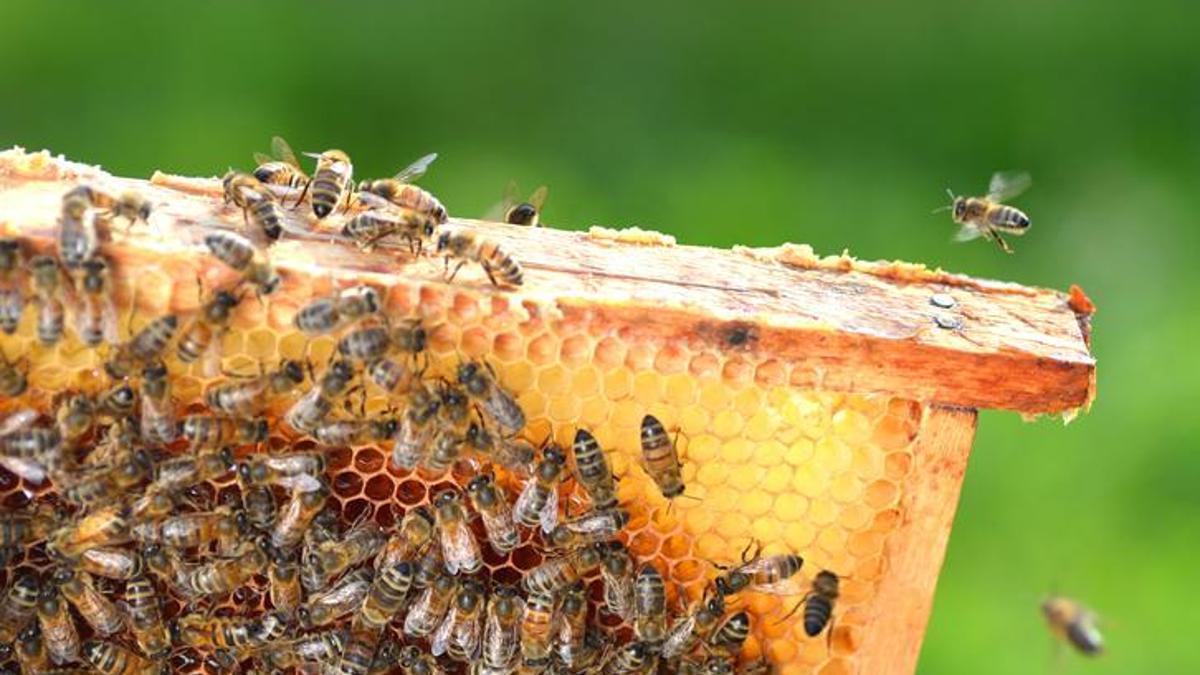 Climate Change and Honey Production in Gaza Effects of Climate Change Climate change continues…