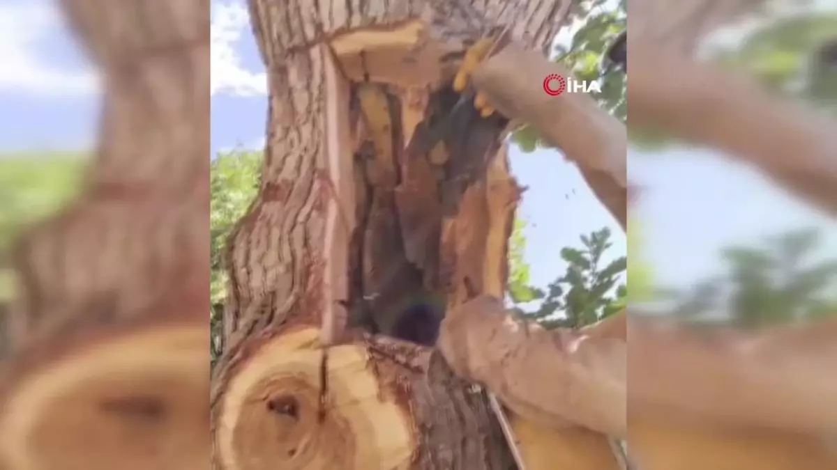 Organic Honey Production at 2,500 Meters Above Sea Level Breaking News Organic honey…