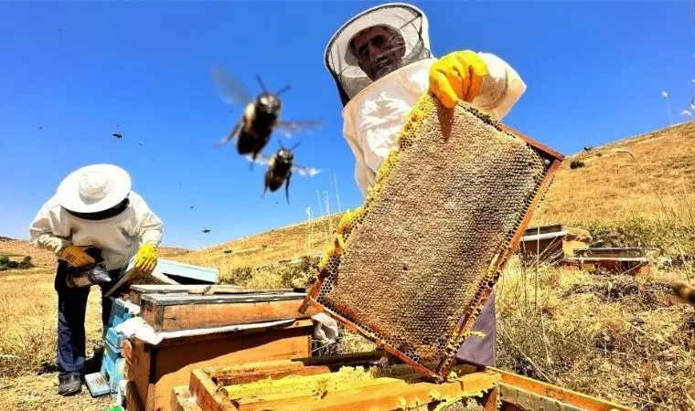 Nieuws Economisch Nieuws De imkers uit Şırnak gaven aan dat ze zich zorgen maken over de…