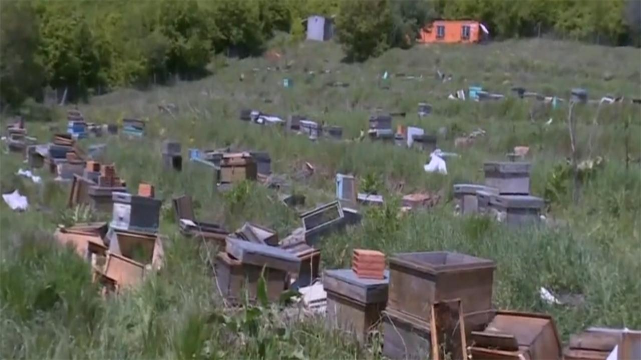 Milli arıcılık projesine sabotaj: 4 milyon arı telef edildi