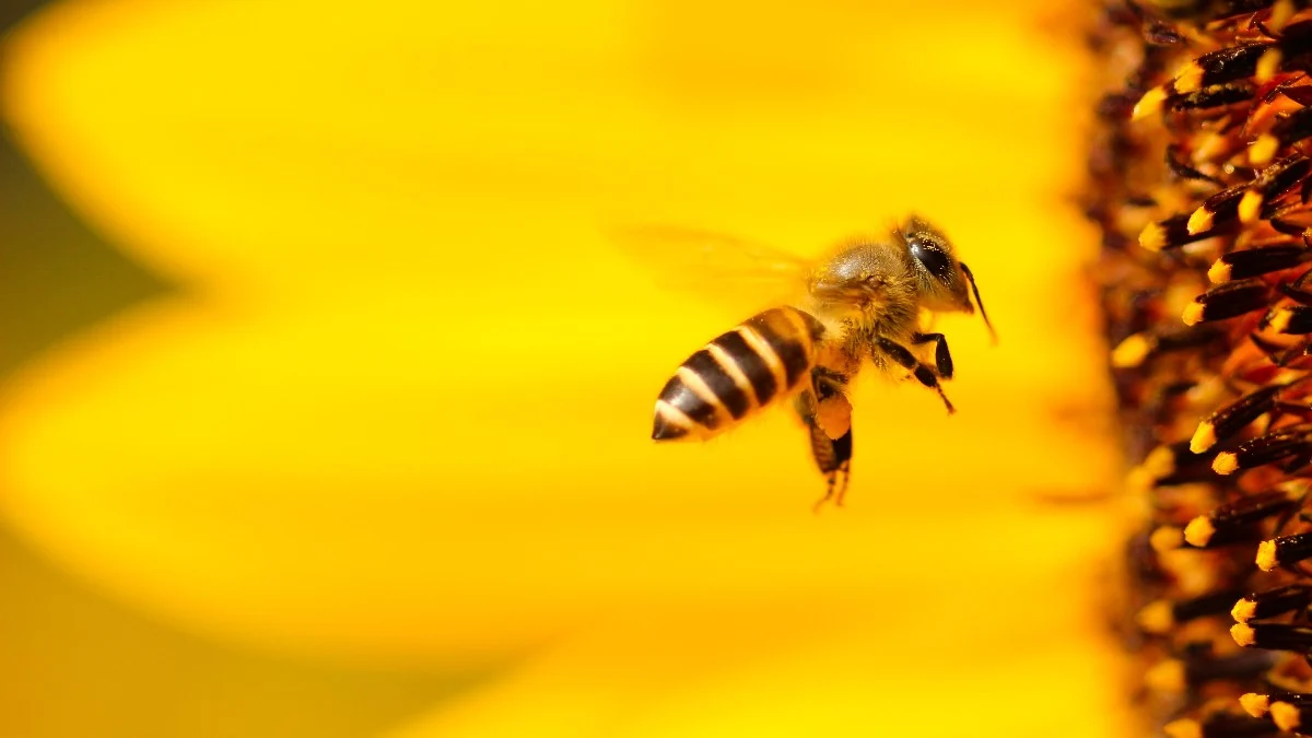 Kategoriler Beekeeping News BEEKEEPING IN SEPTEMBER September 11, 2024 In cold regions, the…