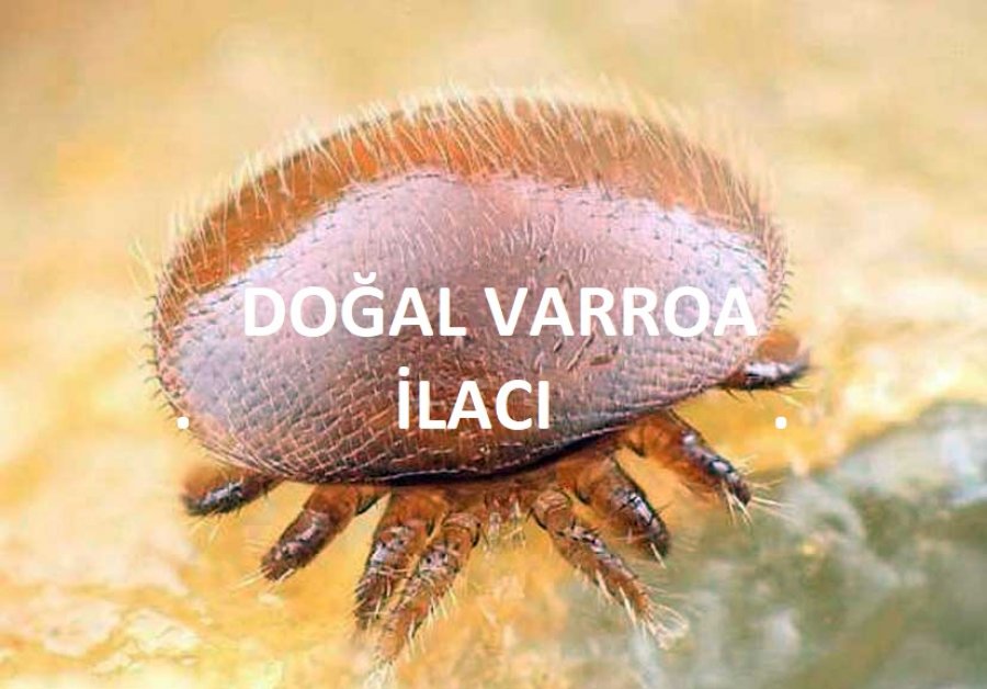 Varroa'ya Doğal Çözüm!!
