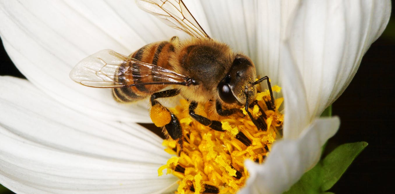 Die Bedeutung der Futtervielfalt für Honigbienen in Südafrika Einleitung Die Welt macht sich…