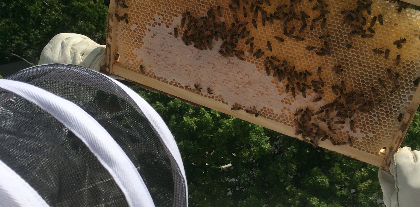 Het Belang van Honingbijen in de Landbouw Auteurs Professor Marcus Foth Alethea Blackler Paul…