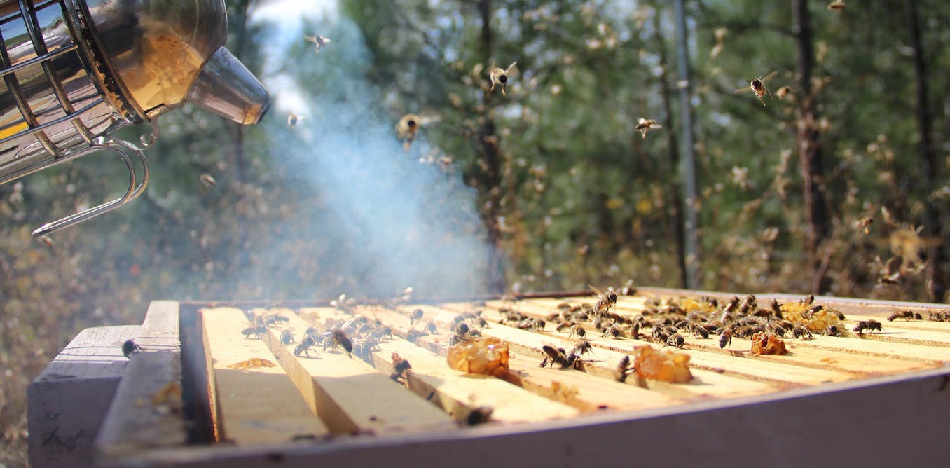 Die Langfristige Beziehung Zwischen Menschen und Bienen Unsere Alte Verbindung zu Bienen Es…