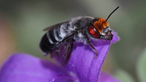 Artikel über einheimische Bienen Alle Artikel anzeigen Eine einheimische Leioproctus Biene auf…