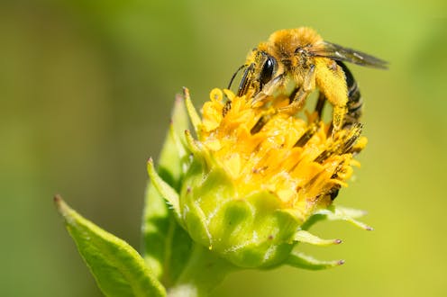 Artikelen over Wilde bijen Alle artikelen weergeven Deze wilde grondbij, Andrena nothoscordi ,…