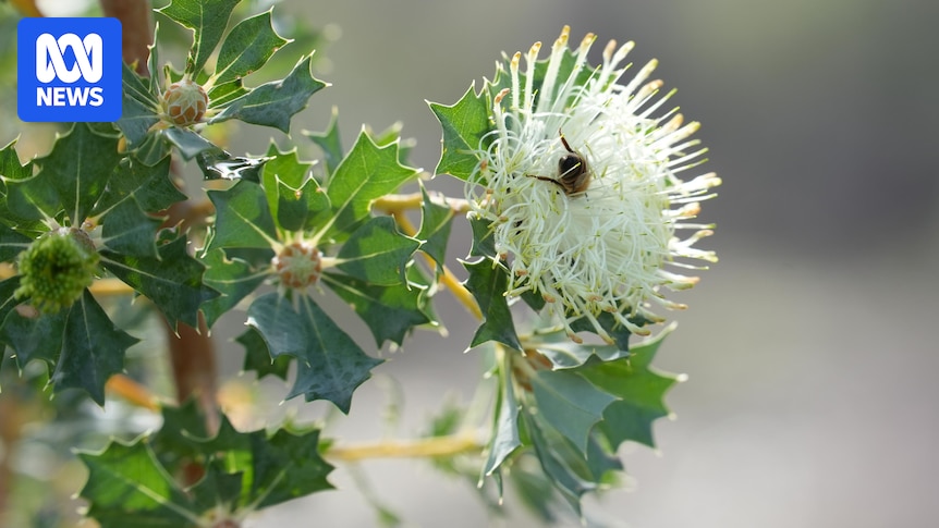 Bijen 'verhongeren' naar pollen terwijl inheemse bloemen niet bloeien Door Andrew Chounding…