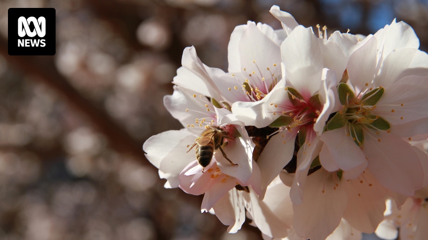 Destructive varroa mite parasite detected in Victoria in first outbreak outside NSW