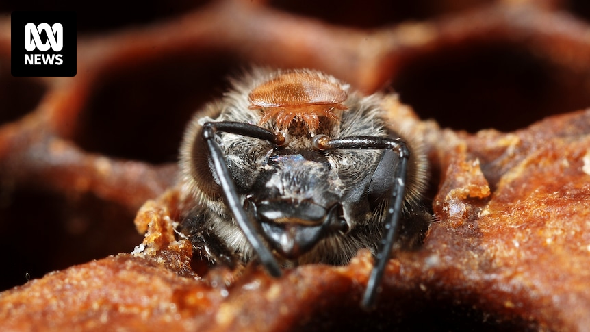 Bee killer varroa mite spreads further south. Now detected near Victorian border