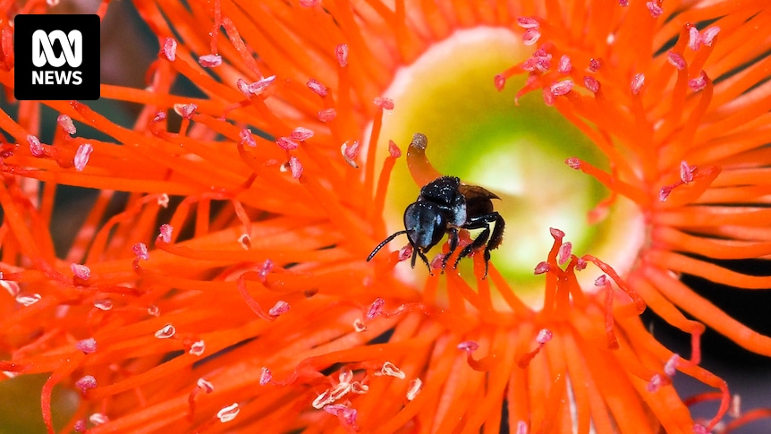 De Voordelen van Inheemse Bijen en Hoe Ze naar Je Tuin te Trekken Inleiding Als je bloemen of…