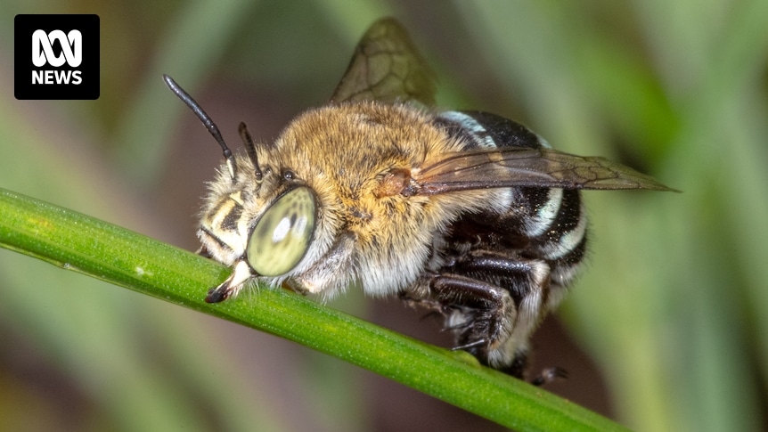 Fünf schnelle Fakten über australische einheimische Bienen 1