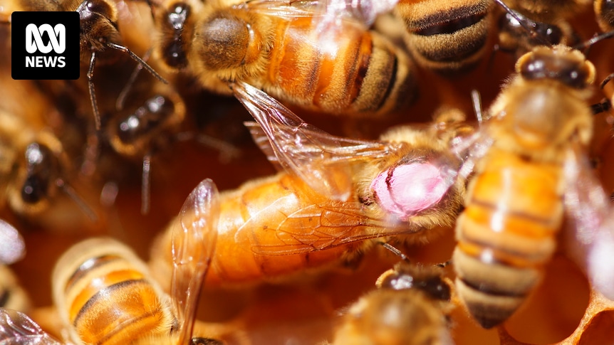 Almost a million bees poisoned by insecticide at hives in WA's far north