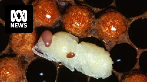 Biosecurity Queensland, Brisbane Limanı'nda varroa jacobsoni mite tespitini araştırıyor Özet:…