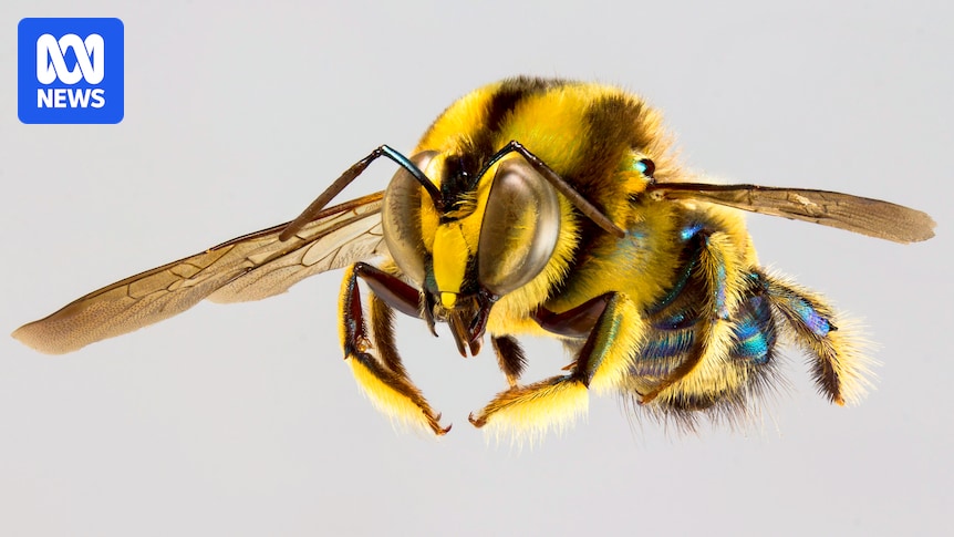 Forschung zu Australischen einheimischen Bienen: Mangel an bezahlten Stellen behindert weitere…