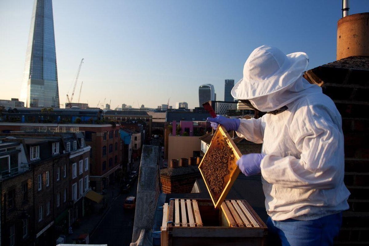 Die Herausforderung der Europäischen Faulbrut für Londons Bienen Imker kämpfen gegen einen…