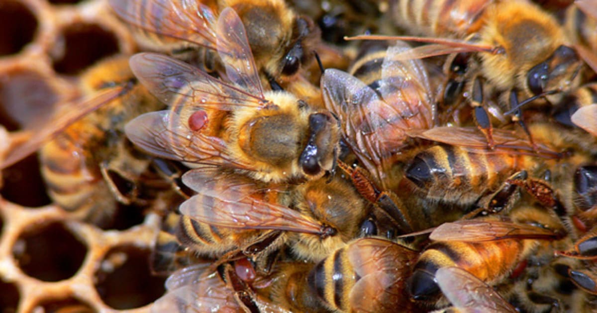 Varroa Bildirimi Arı Hastalıkları ve Zararlıları Kontrol Yönetmeliklerinde Değişiklikler…