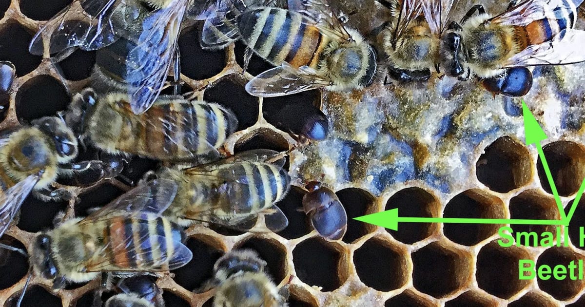 Serious Risk of Exotic Bee Pest Being Imported