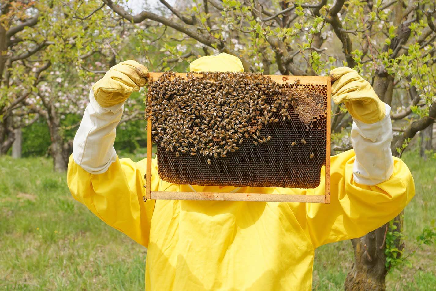 How Bees Feed Their Young: Social Sharing to Solo Snacking