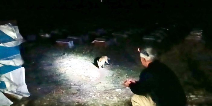 Ein imkertätiger pensionierter Polizist füttert jeden Abend die Füchse mit der Hand Der…