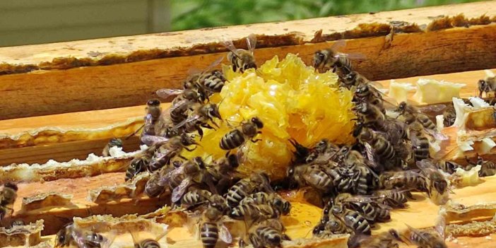 Honey Harvesting Continues in Ardahan Ardahan Flower Honey is Harvested from the Rich Flora of…