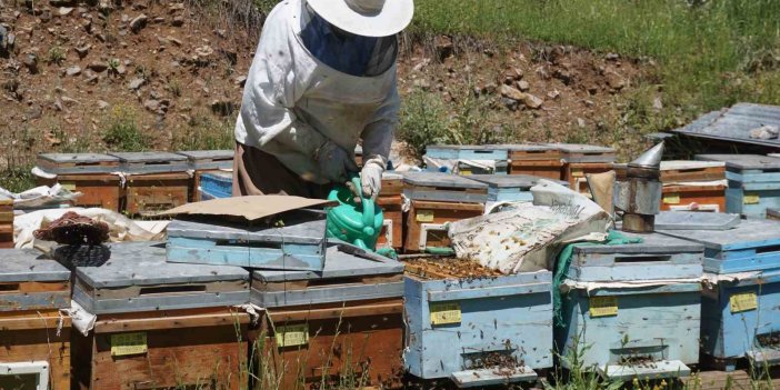 Bees in Beytüşşebap Have Started to Emerge from Their Hives The Awakening of Bees in Spring In…