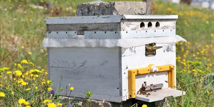 Importance des Abeilles à Miel dans l'Agriculture Durable Sources de Guérison Fournies par les…