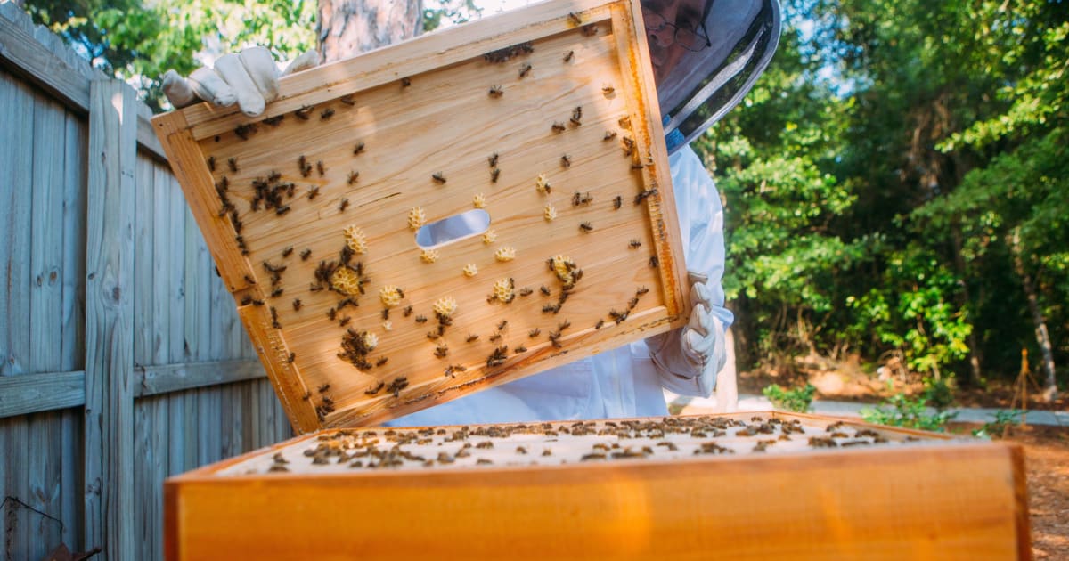 Bienvenue dans notre service d'apiculture Accord et considérations des apiculteurs Ici, les…