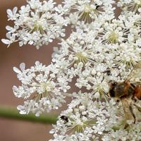 Iraq honey production at the mercy of heat and drought