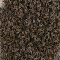 Bee infestation raises concerns in Istanbul