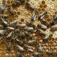 5 octobre 2019 13:02:38 Changement climatique : Une menace pour les abeilles sauvages…
