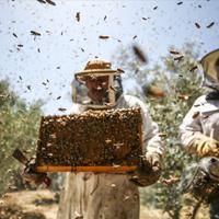 Abece: Üreticiler için Ek Gelir Kaynağı Giriş Abece, propolis olarak da bilinen, arıların ağaç…