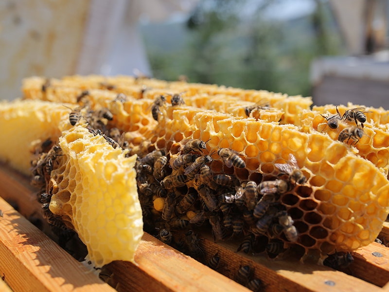 Support Increased Honey Yield in Bilecik Young entrepreneur Mehmet Demirci enjoys beekeeping,…