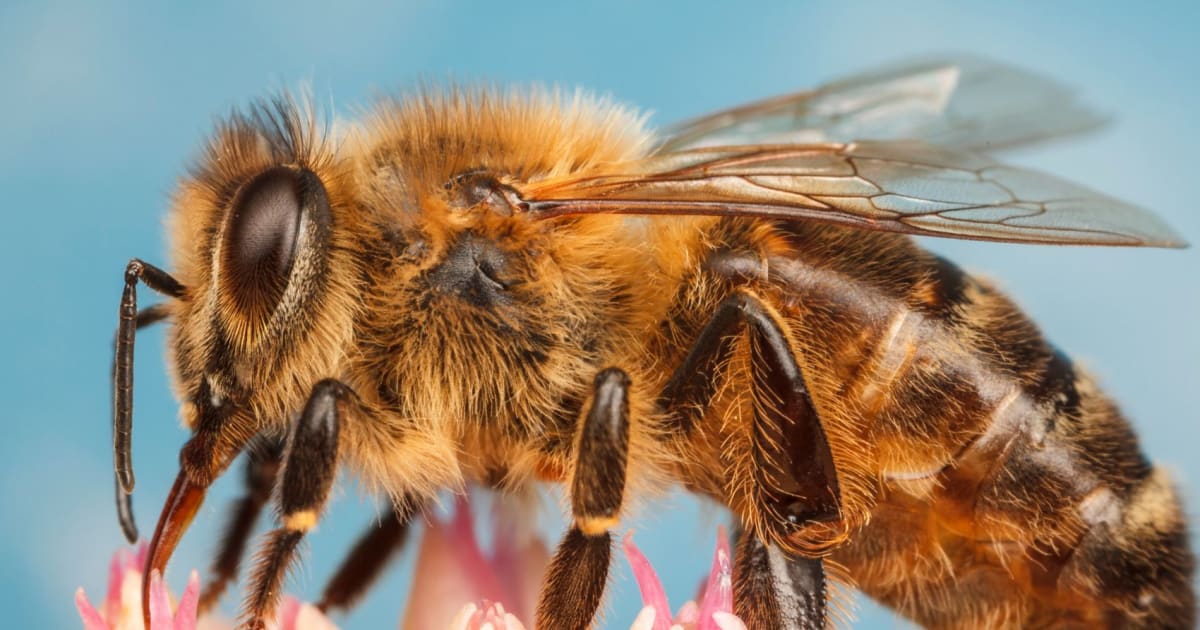 De Anatomie van een Honingbij Potent De honingbij heeft drie paar poten, in totaal zes poten