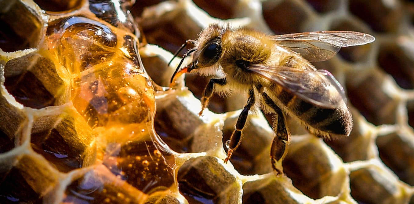 Hear me out – we could use the varroa mite to wipe out feral honey bees, and help Australia’s environment